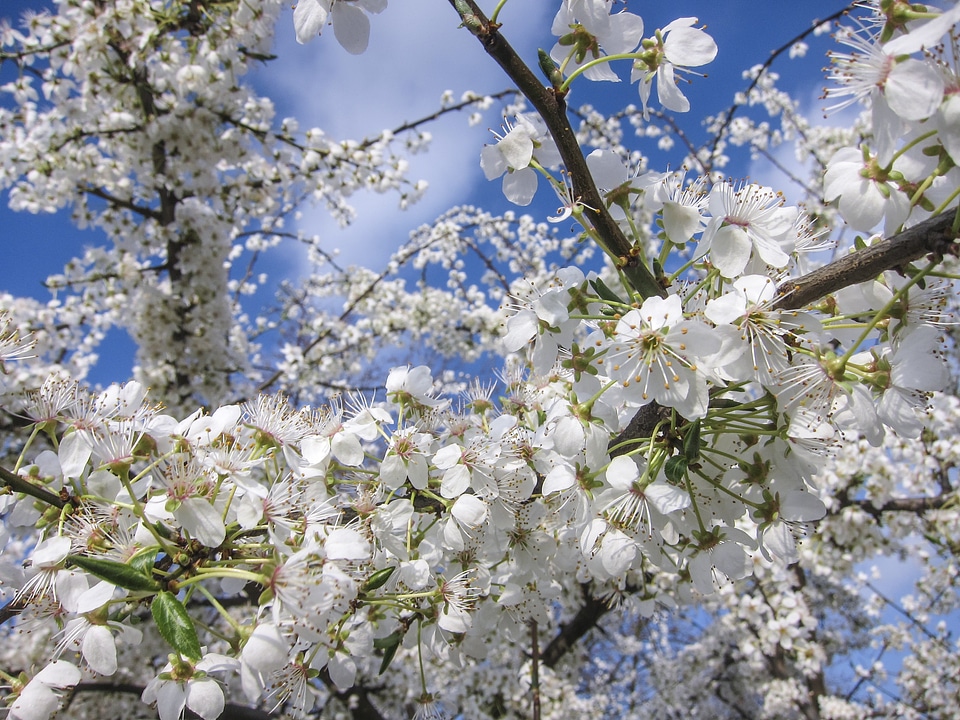 Spring nature white