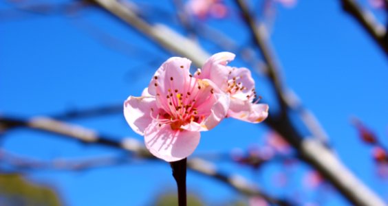 Pink Spring Bloom