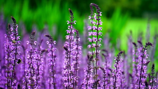 Lavender Flowers photo