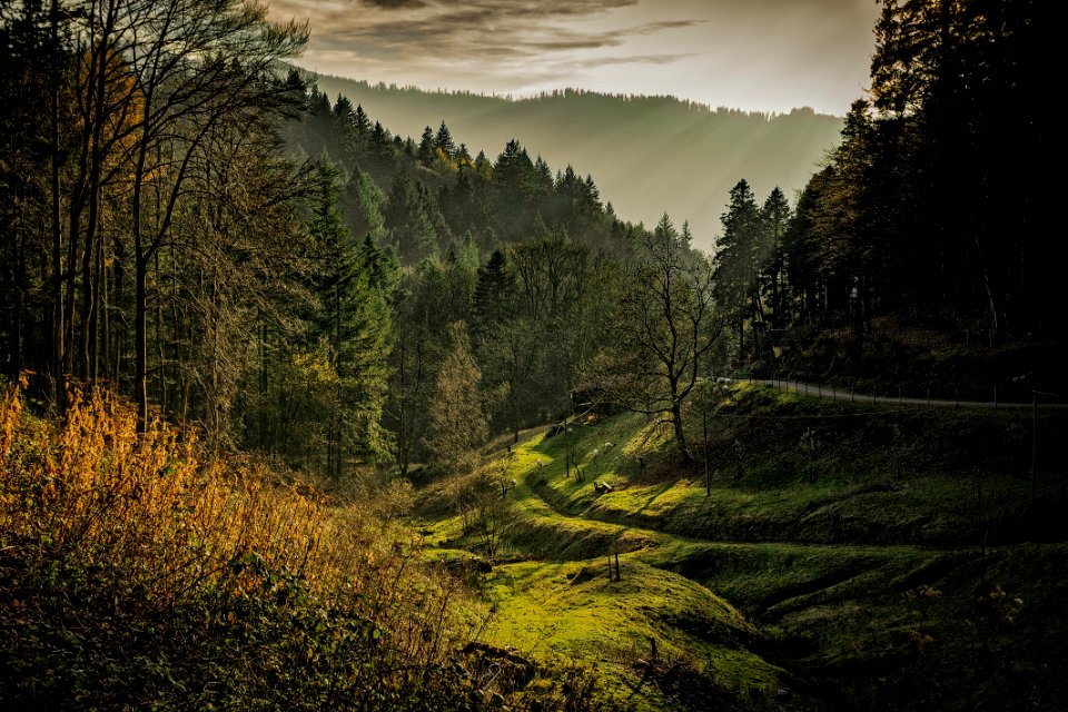 Green Forest Taken During Sunrise