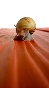 Brown Snail On Red Surface photo