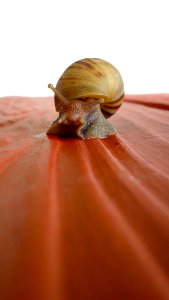 Brown Snail On Red Surface