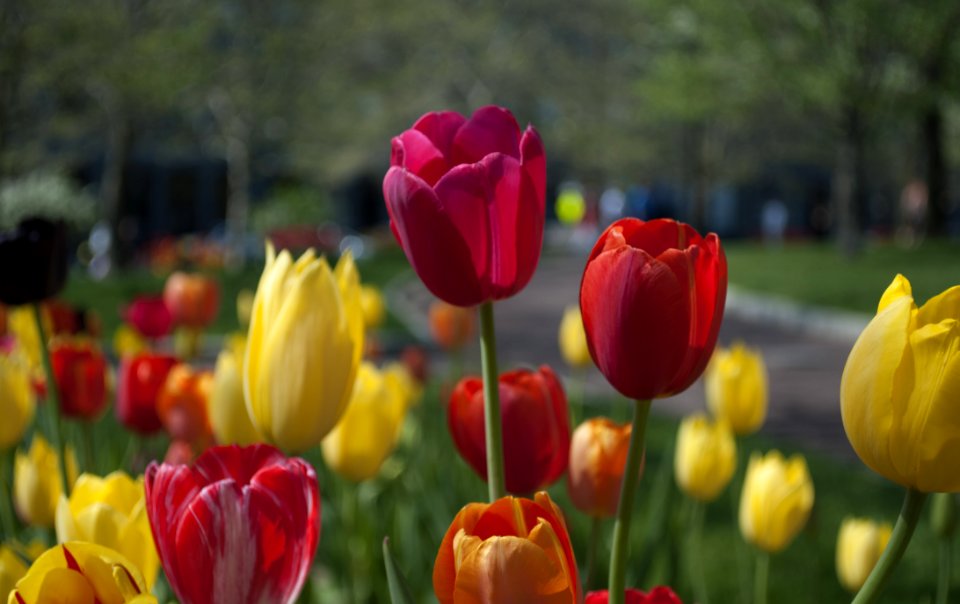 Colorful Tulips