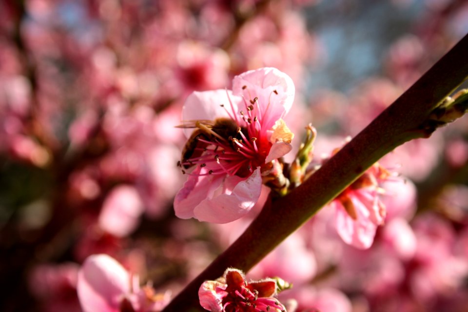 Pink Flowers