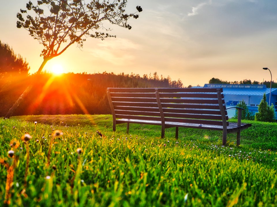 Brown Bench On Green Grass