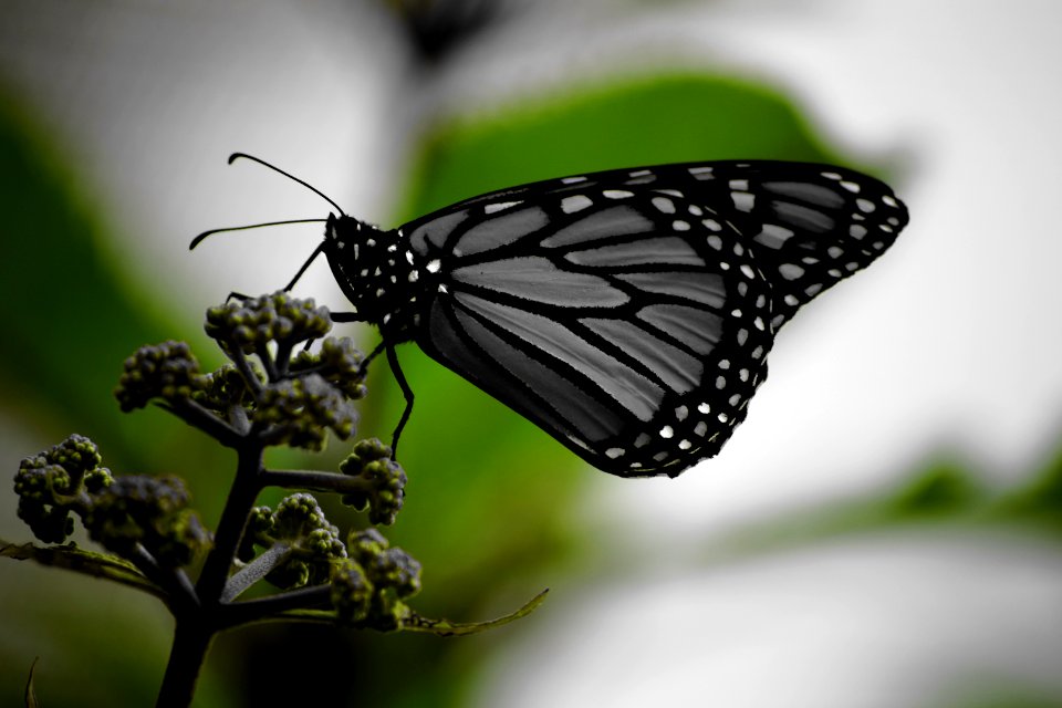White And Black Monarch Butterfly On Green Plant