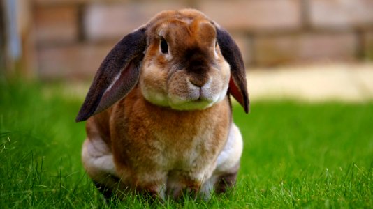 Beige Rabbit Resting On Green Grasses During Daytime photo