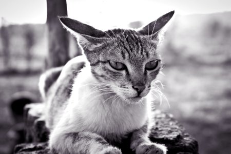 Grayscale Photo Of White And Black Tabby Cat photo