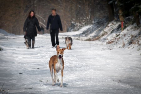 2 Person And 2 Dog Walking In The Snow During Daytime photo