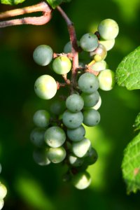 Green Round Fruits photo