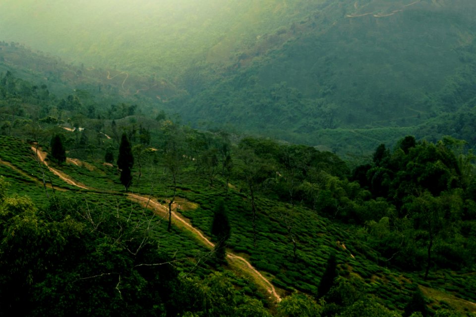 Aerial View Of Green Hills With Paths