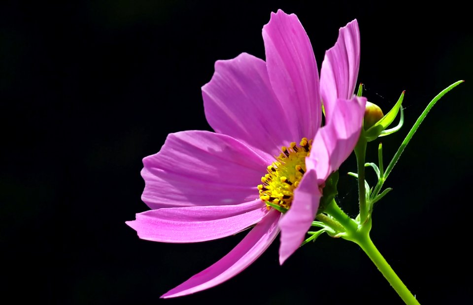 Pink Petaled Flower