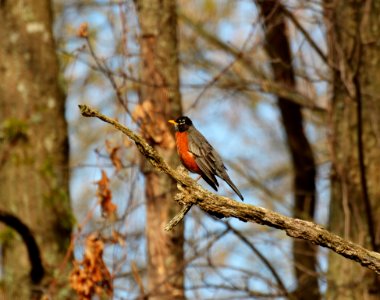 Gray Orange And Black Bird On Brown Tree Branch photo