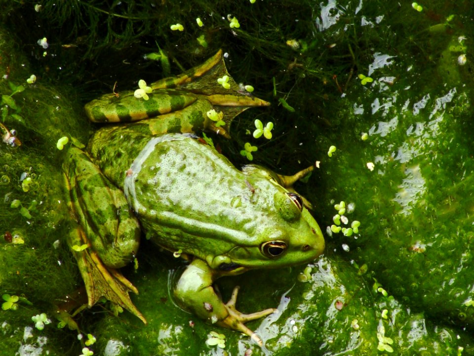 Green Frog photo