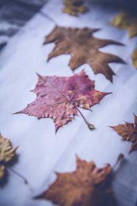 Maple Leaf And Withered Leaves Collection photo