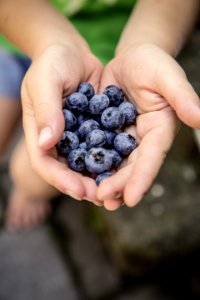 Blueberries On Hand Shallow Focus Photography photo