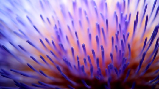 Purple And White Flower In Micro Sd Lens