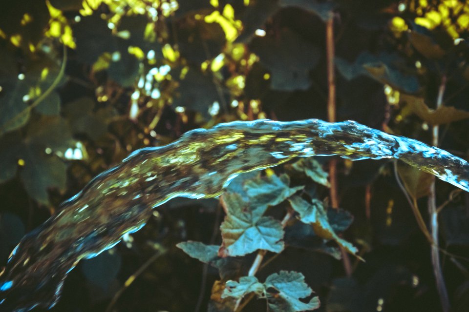Water Over Green Leaf Plant
