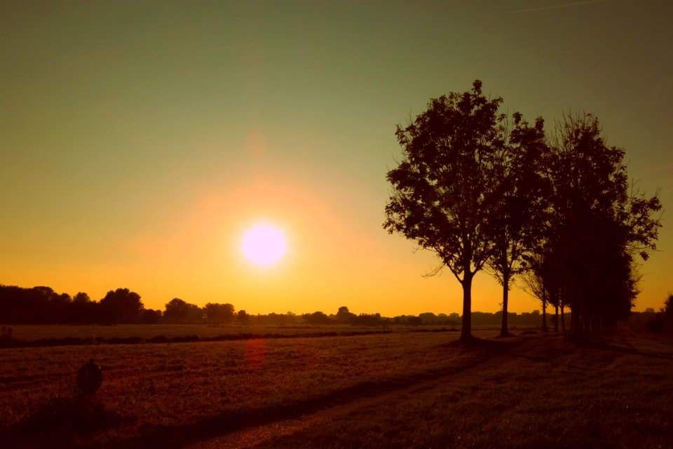 Silhouette Of Trees Against Sunset photo