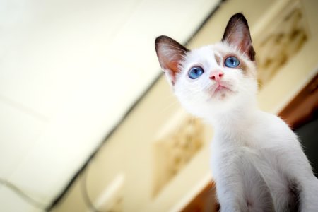 White Short Fur Kitten With Blue Eyes