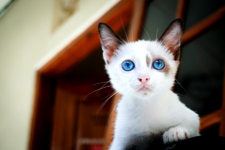 Close Up Photography Of White Kitten photo