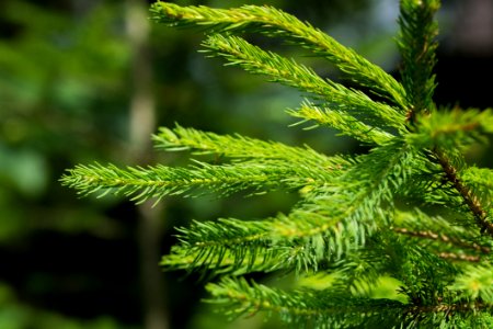 Green Pine Tree Leaf Closeup Photography During Daytime photo