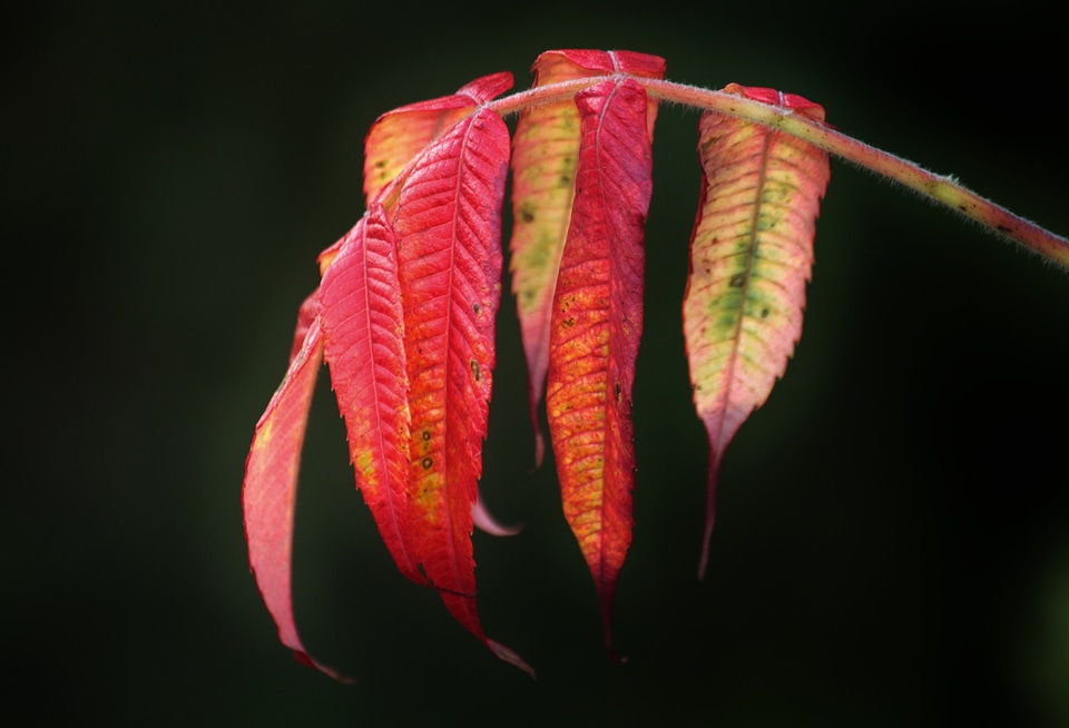 Colorful leaves autumn leaf