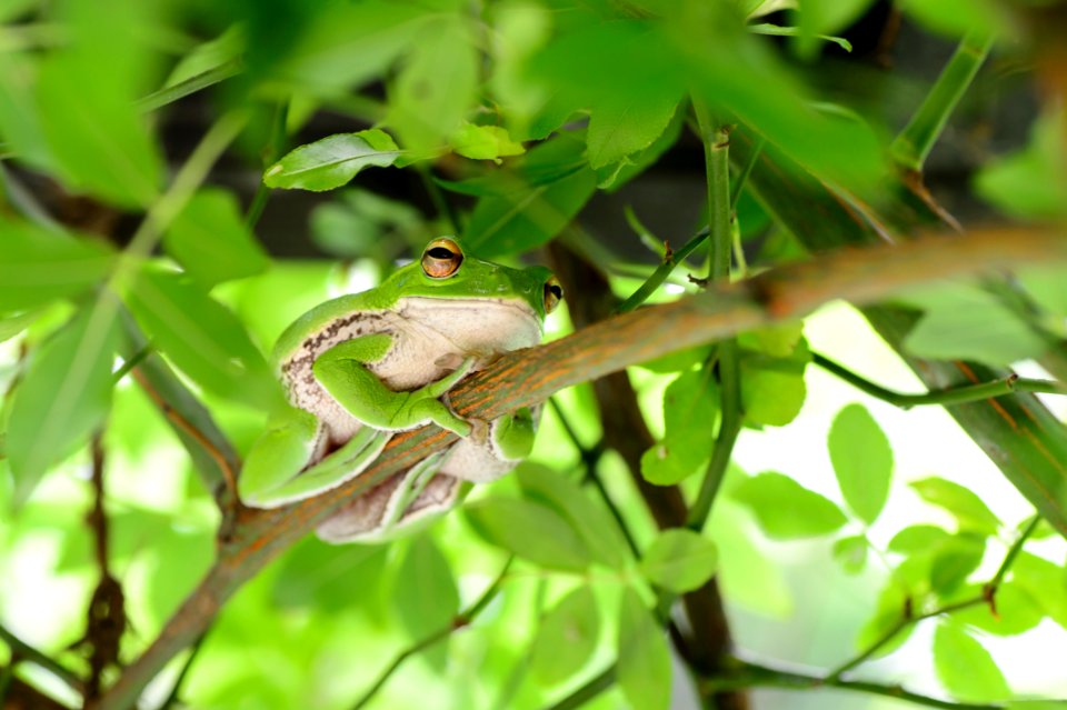 Tree Frog Selective Focal Photography