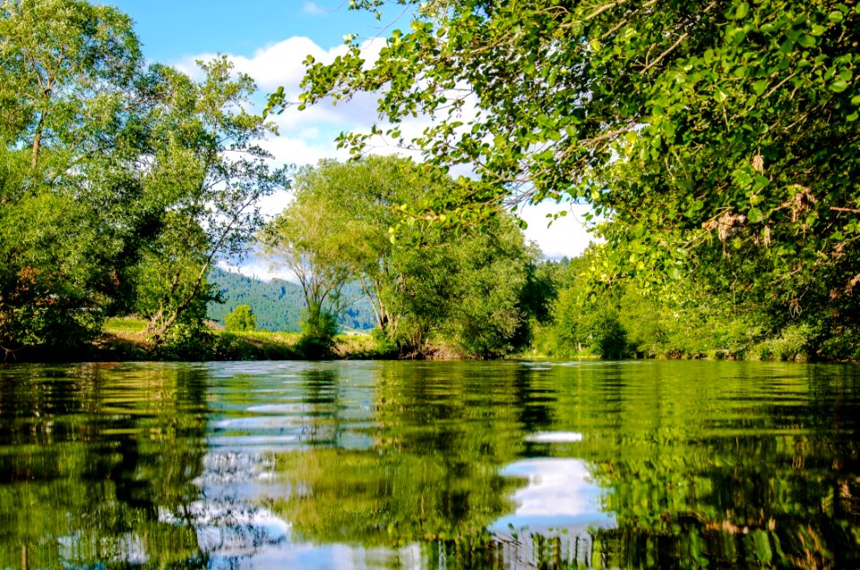 Panoramic Photo Of Bushes Near Pond