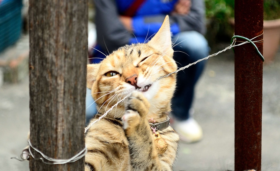 Cat pet cuteness
