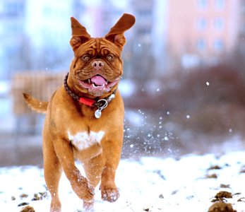 Dog In Snow