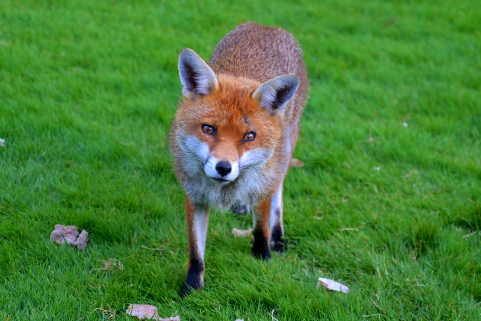 Brown Fox In Green Grass Field