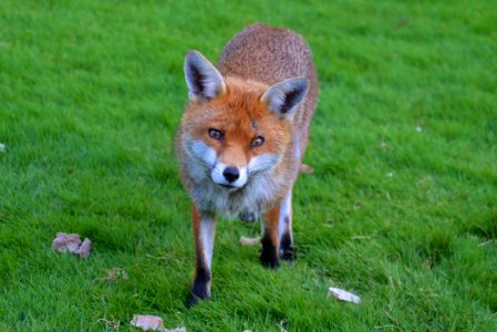 Brown Fox In Green Grass Field