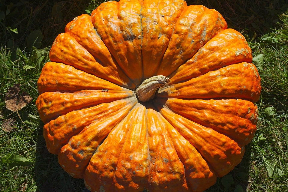 Pumpkin fall seasonal