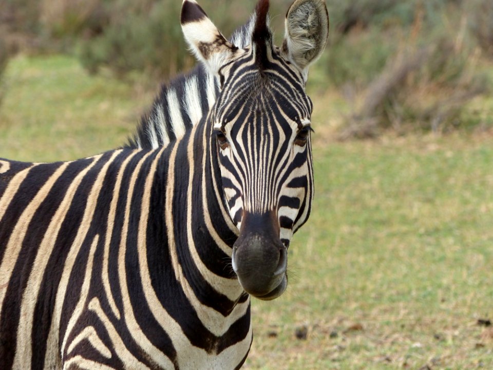 Close Up Photography Of Zebra Animal During Daytime