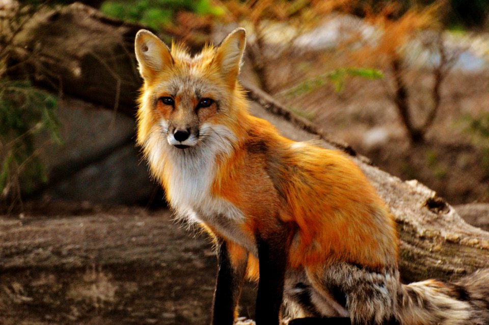 Photography Of Tan White Fox