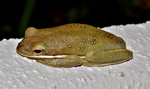 Green Frog On White Surface photo
