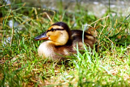 Brown And Black Duck On Green Grass Field During Daytime photo