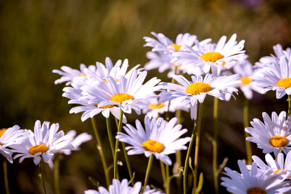 Daisy Flower
