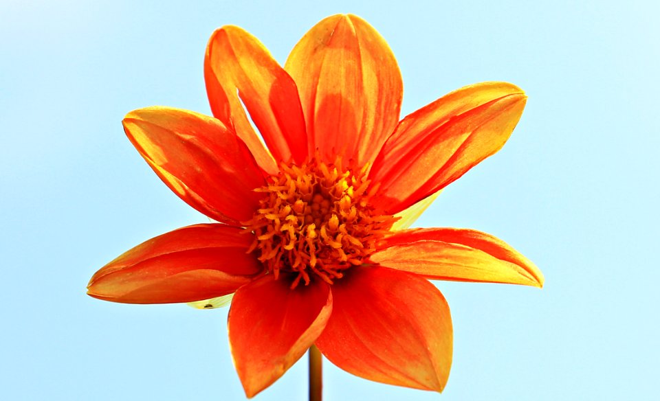 Orange Petal Flower