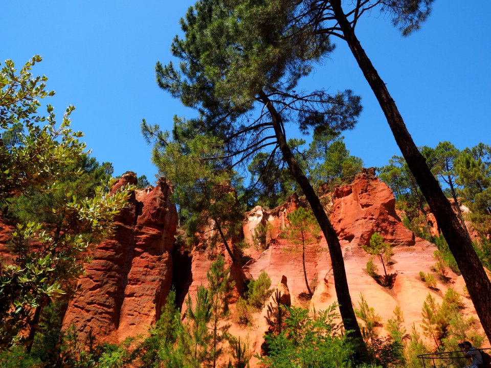 Tall Tree Near Cliff