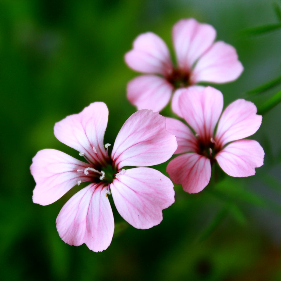 Purple 5 Petal Flower photo