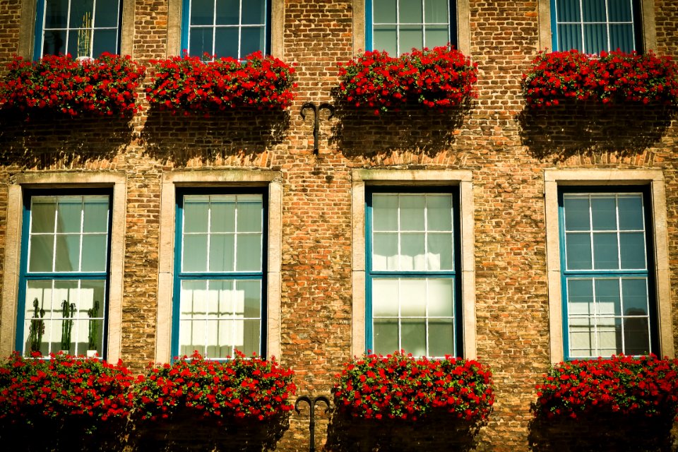 Red Petaled Flower In Front Brown Brick Wall Building During Daytime photo