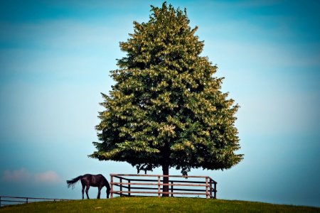 Black Horse Beside Green Leave Tree photo