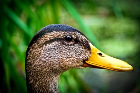 Duck Portrait