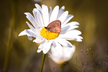 Brown Butterfly On White Daisy