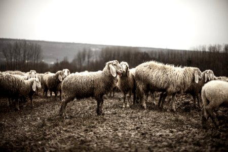 Flock Of Sheep