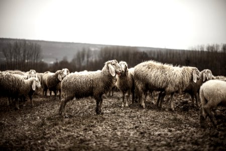 Flock Of Sheep photo