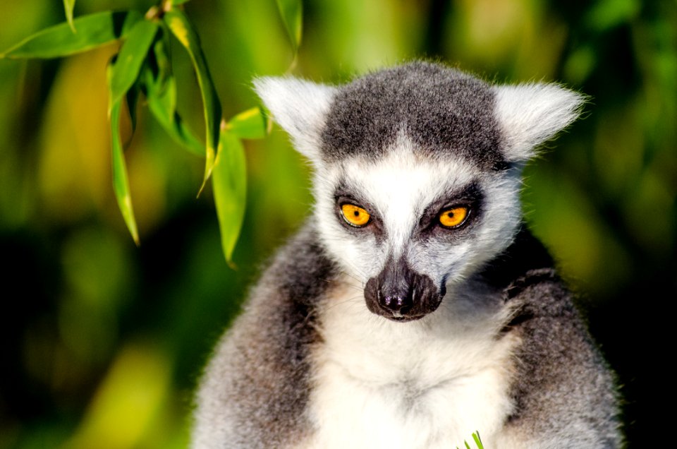 Gray And White Lemur