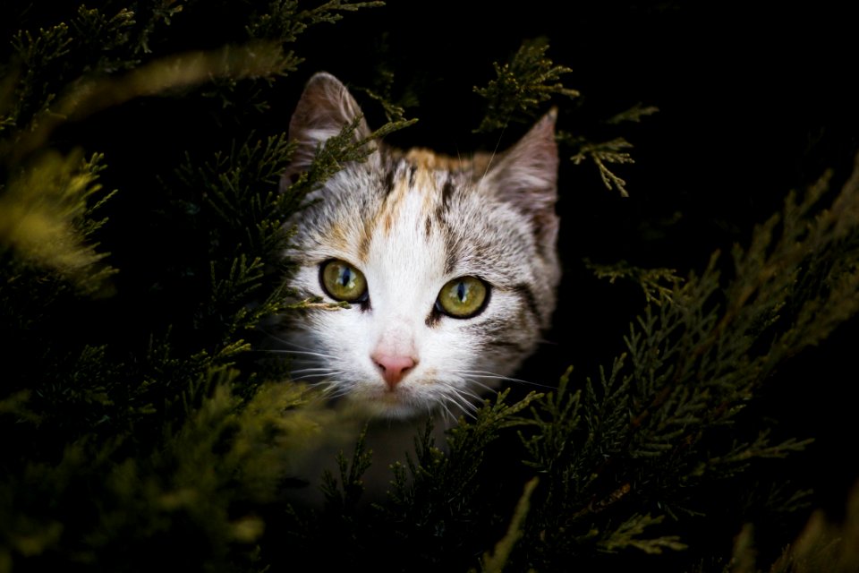 Focus Photography Of Gray Orange And Black Kitten Beside Green Plant